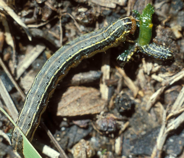 cabi-compendium-invasive-species-fall-armyworm-cabi-digital-library